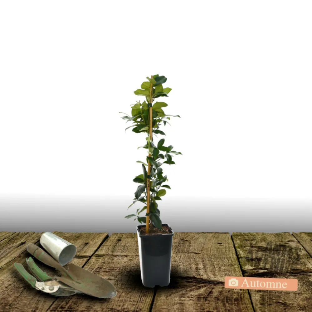 Jasmin étoilé/[-]pot de 1,5l - tuteur bambou 30/60 cm